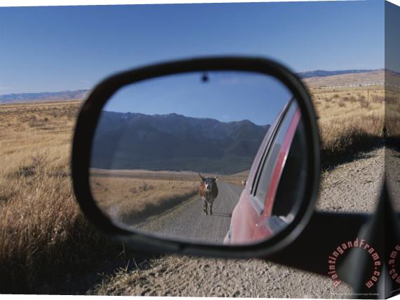 Raymond Gehman Cattle on a Dirt Road Are Reflected in The Rear View Mirror of a Car Stretched Canvas Painting / Canvas Art