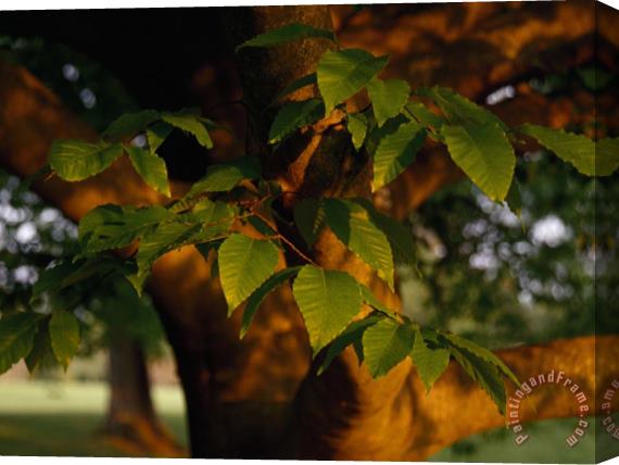 Raymond Gehman Close Up of a Branch of an American Beech Tree Stretched Canvas Print / Canvas Art