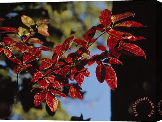 Raymond Gehman Close Up of a Branch of Dogwood Leaves in Rich Red Autumn Hues Stretched Canvas Print / Canvas Art