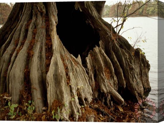 Raymond Gehman Close Up of The Base of a Bald Cypress Tree at Water S Edge Stretched Canvas Print / Canvas Art