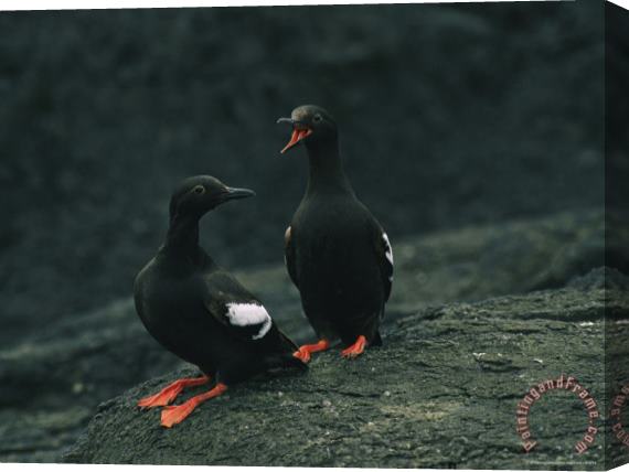 Raymond Gehman Close View of a Pair of Pigeon Guillemots Cepphus Columba Stretched Canvas Print / Canvas Art