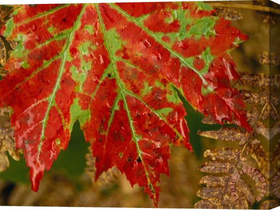 Raymond Gehman Close View of a Red Maple Leaf on Franey Mountain in Cape Breton Highlands National Park Stretched Canvas Print / Canvas Art