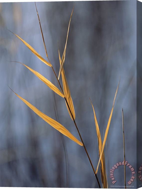 Raymond Gehman Close View of a Stalk of Grass in Grass River Provincial Park Stretched Canvas Painting / Canvas Art