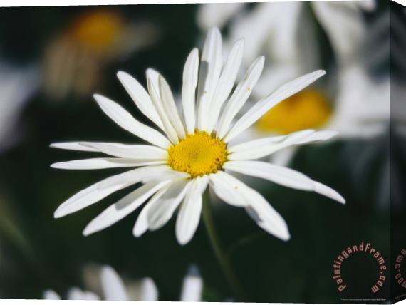 Raymond Gehman Close View of a Wild Daisy Stretched Canvas Print / Canvas Art