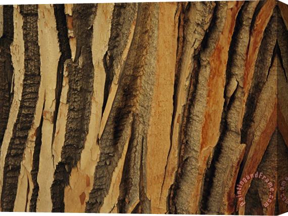 Raymond Gehman Close View of Bark on an Old Growth Cottonwood Tree Stretched Canvas Painting / Canvas Art