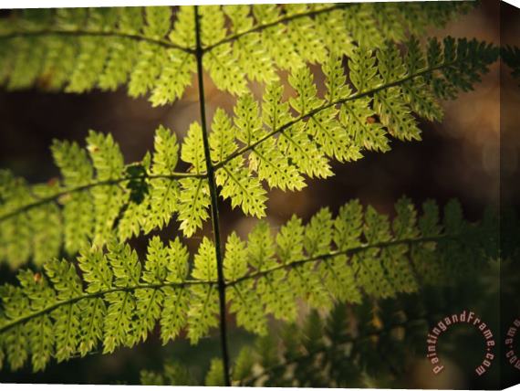 Raymond Gehman Close View of of a Fern Frond with Spores on It Stretched Canvas Painting / Canvas Art