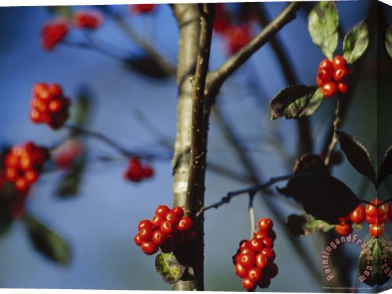 Raymond Gehman Close View of Serviceberries on a Tree in a Bog Forest Stretched Canvas Print / Canvas Art