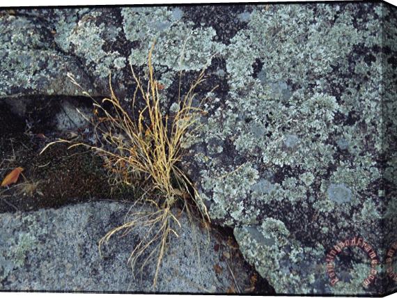 Raymond Gehman Clump of Dried Grass Sprouts Between Lichen Covered Rocks Stretched Canvas Painting / Canvas Art