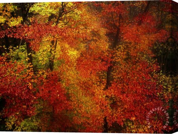 Raymond Gehman Colorful Beech Trees in a Foggy Rain Stretched Canvas Print / Canvas Art