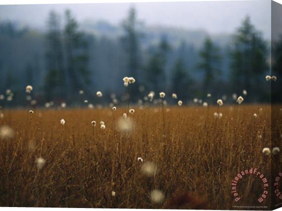 Raymond Gehman Cotton Grass Sedges And a Red Spruce Forest in a Bog Stretched Canvas Painting / Canvas Art