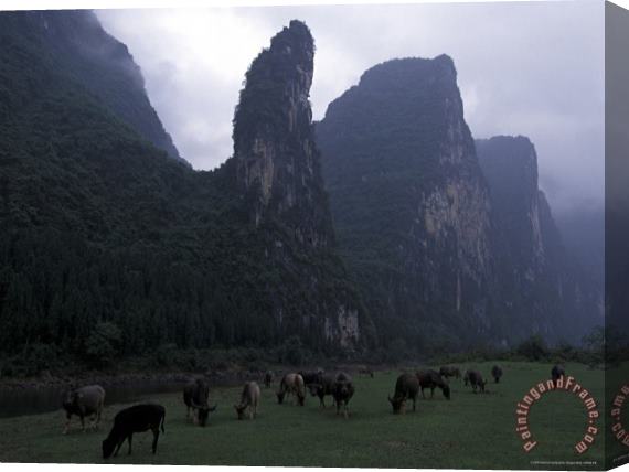 Raymond Gehman Cows Graze on Grassy Banks of The Li River Guilin Guangxi China Stretched Canvas Print / Canvas Art