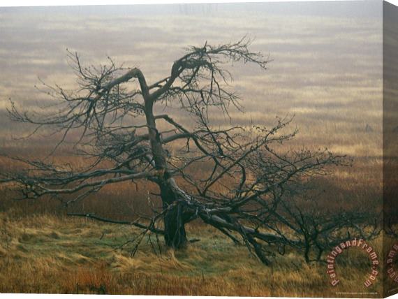 Raymond Gehman Dead Tree Snag in a Meadow Stretched Canvas Painting / Canvas Art