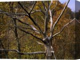 Buy Stretched Canvas Print Buy Stretched Canvas Print