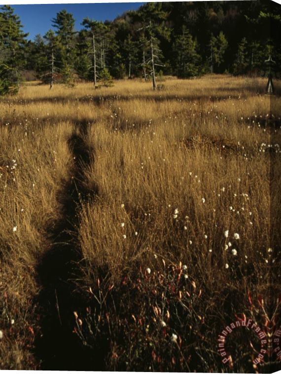 Raymond Gehman Deer Trail Through Tall Golden Cottongrass in a Glade Stretched Canvas Painting / Canvas Art