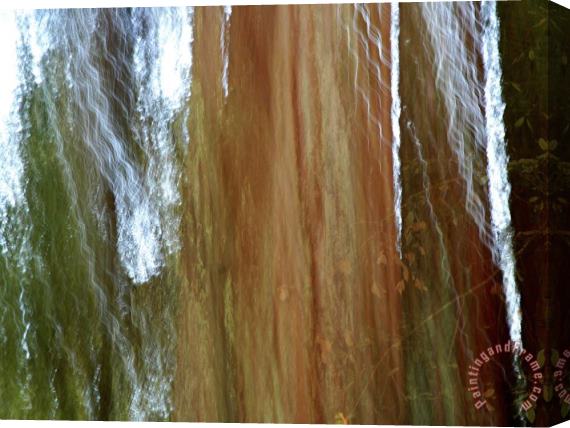 Raymond Gehman Detail of Giant Redwood Tree Trunk And Bark Stretched Canvas Print / Canvas Art