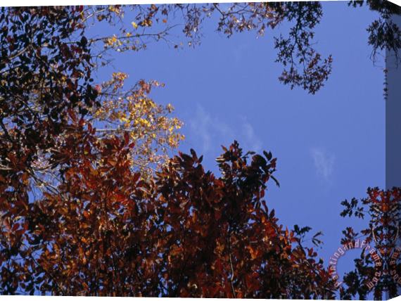 Raymond Gehman Detail of Trees And Blue Sky Stretched Canvas Print / Canvas Art