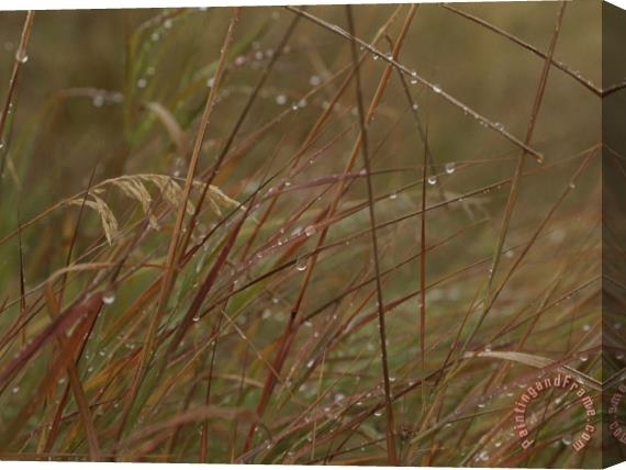 Raymond Gehman Dew Glistens on Grasses in The Mackenzie River Delta Stretched Canvas Painting / Canvas Art