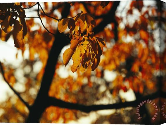 Raymond Gehman Dogwood Tree in Golden Fall Color Stretched Canvas Painting / Canvas Art