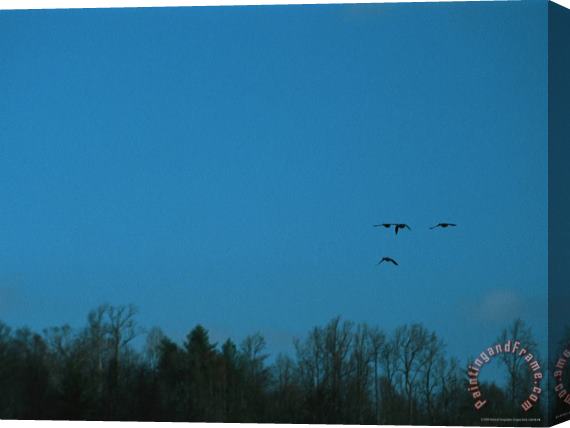 Raymond Gehman Ducks Fly Above The James River in Virginia Stretched Canvas Painting / Canvas Art