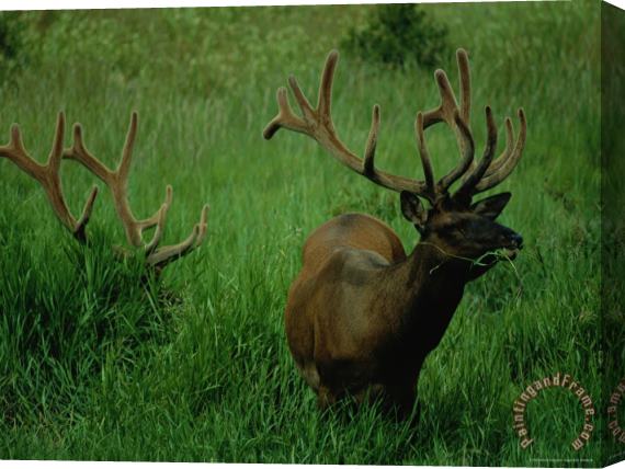 Raymond Gehman Elk Nibbling on Tall Grass Stretched Canvas Painting / Canvas Art