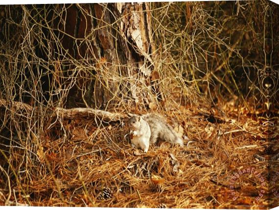 Raymond Gehman Endangered Delmarva Fox Squirrel Gathering Pine Nuts Stretched Canvas Painting / Canvas Art