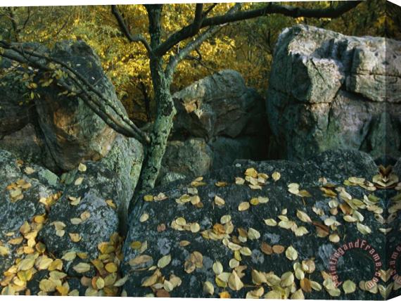 Raymond Gehman Fall Leaves on Rocks Along The Appalachian Trail Stretched Canvas Painting / Canvas Art