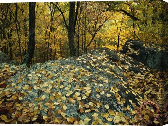 Raymond Gehman Fall Leaves on Rocks in an Appalachian Trail Forest Stretched Canvas Painting / Canvas Art