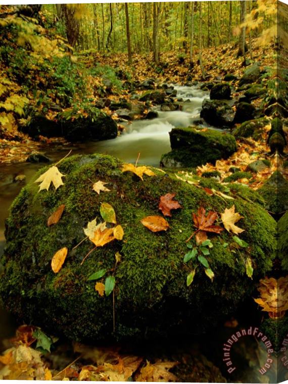 Raymond Gehman Fallen Leaves on Rocks Next to a Mountain Stream Stretched Canvas Print / Canvas Art
