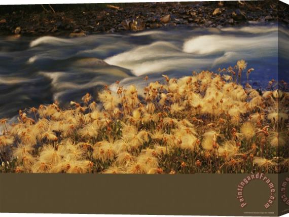 Raymond Gehman Feather Like Dryas Plants Sprinkle The Ground Along Fire Creek Near The Inklin River Stretched Canvas Print / Canvas Art