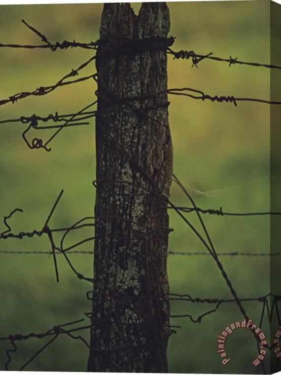 Raymond Gehman Fence Post with Tangled Knots of Barbed Wire Stretched Canvas Painting / Canvas Art