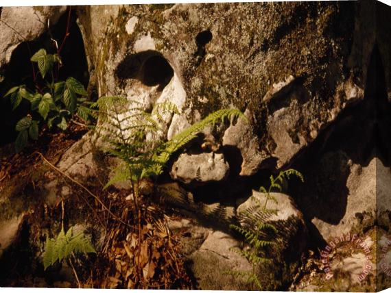Raymond Gehman Fern Growing Near a Moss Covered Rock Stretched Canvas Print / Canvas Art