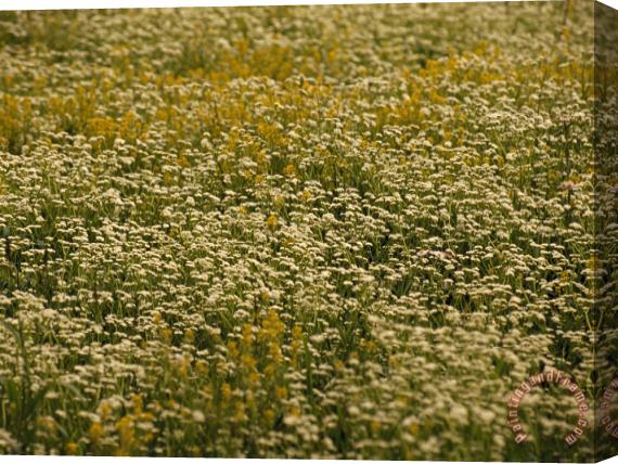 Raymond Gehman Field of Ragweed And Queen Anne S Lace in Bloom Stretched Canvas Painting / Canvas Art
