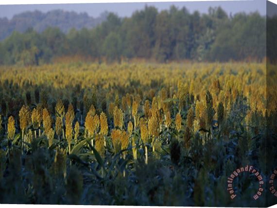 Raymond Gehman Field of Sorghum Grown for Wildlife Habitat Stretched Canvas Painting / Canvas Art