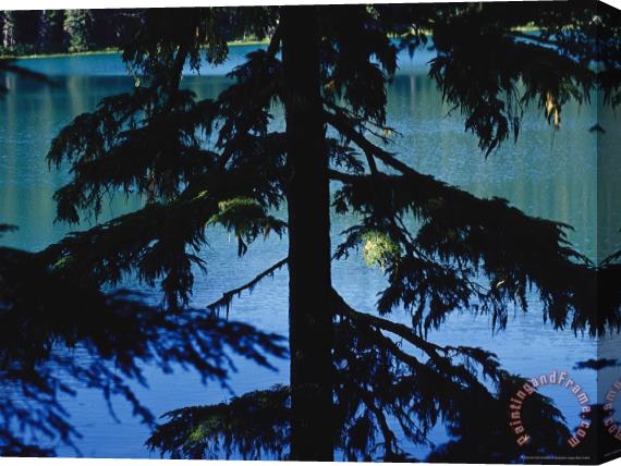 Raymond Gehman Fir Tree in Silhouette Partially Obscures a Blue Mountain Lake Stretched Canvas Painting / Canvas Art