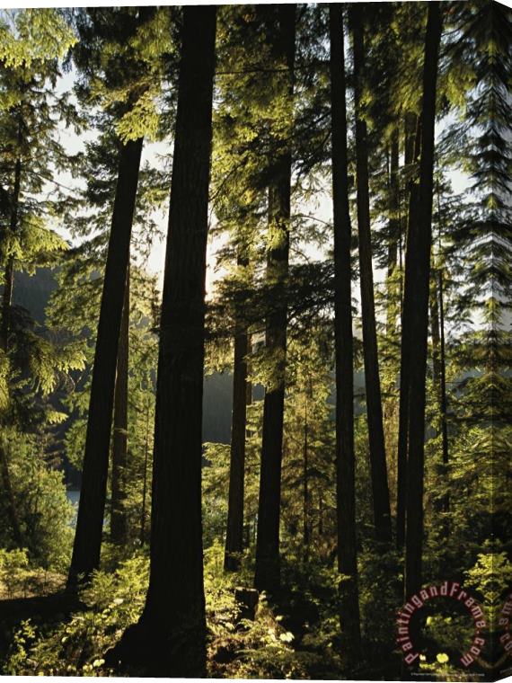 Raymond Gehman Fir Trees Tower in a Northwest Forest Stretched Canvas Print / Canvas Art