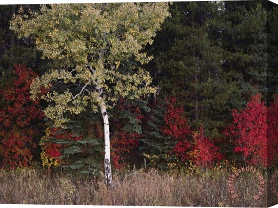 Raymond Gehman Flaming Shrubs And a Slender Quaking Aspen Glow Against a Canvas of Lodgepole Pine And Spruce Stretched Canvas Painting / Canvas Art
