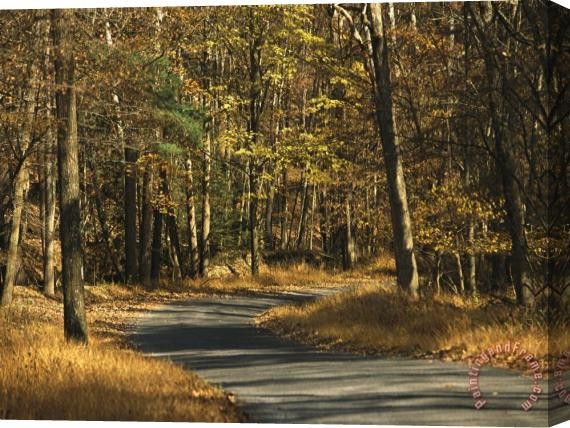 Raymond Gehman Forest Service Road Cuts Through George Washington National Forest Stretched Canvas Print / Canvas Art
