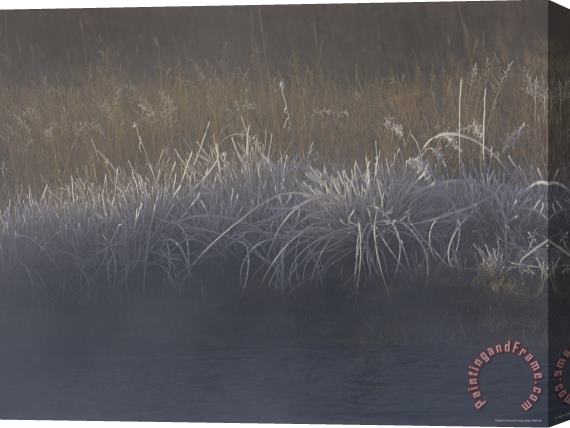 Raymond Gehman Frost Coats Sedges Along Obsidian Creek in The Early Morning Stretched Canvas Painting / Canvas Art