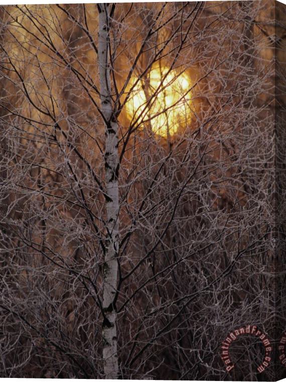 Raymond Gehman Frost Covered White Birch Trees with The Sun Rising Behind Stretched Canvas Print / Canvas Art