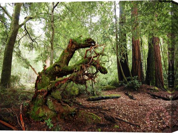 Raymond Gehman Giant Redwood Tree Root Ball Looking Like a Leaping Horse Stretched Canvas Painting / Canvas Art