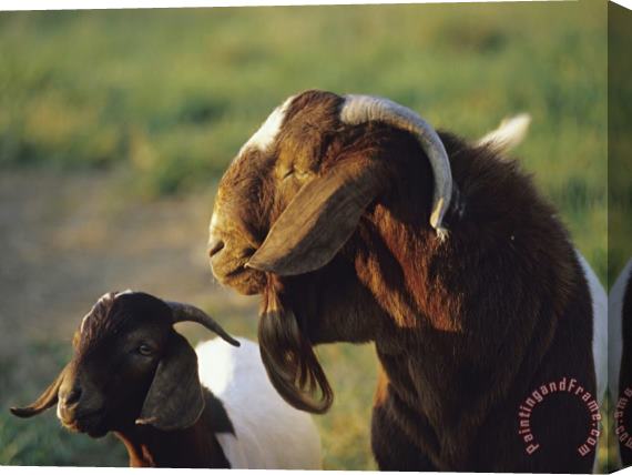 Raymond Gehman Goat And Kid in a Sunny Field Stretched Canvas Painting / Canvas Art