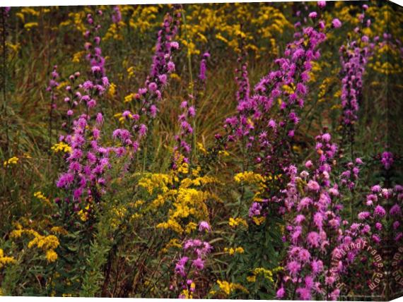 Raymond Gehman Goldenrod And Other Wildflowers in Bloom Stretched Canvas Print / Canvas Art