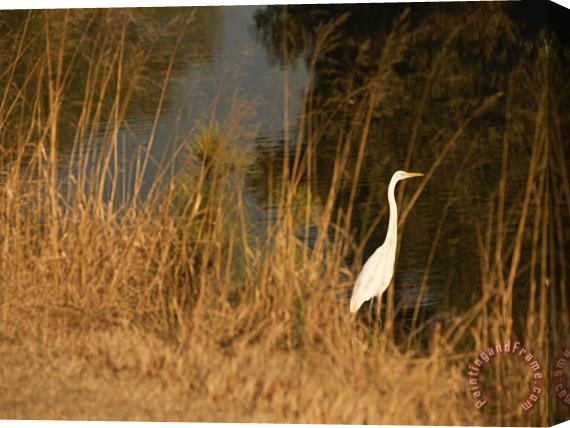 Raymond Gehman Great Egret Standing in Tall Grasses Near a Tidal Creek Stretched Canvas Painting / Canvas Art