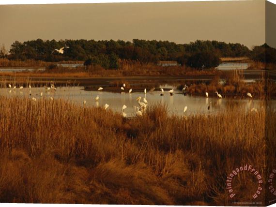 Raymond Gehman Great Egrets Great Blue Herons And Pelicans Feeding in a Pond Stretched Canvas Print / Canvas Art