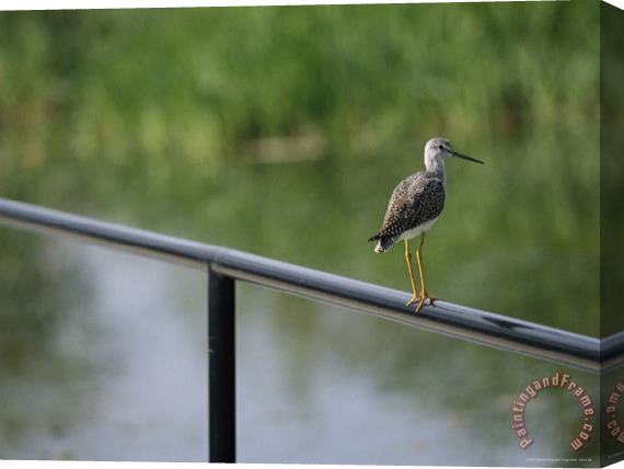 Raymond Gehman Greater Yellowleg Bird Perched on a Railing Stretched Canvas Painting / Canvas Art