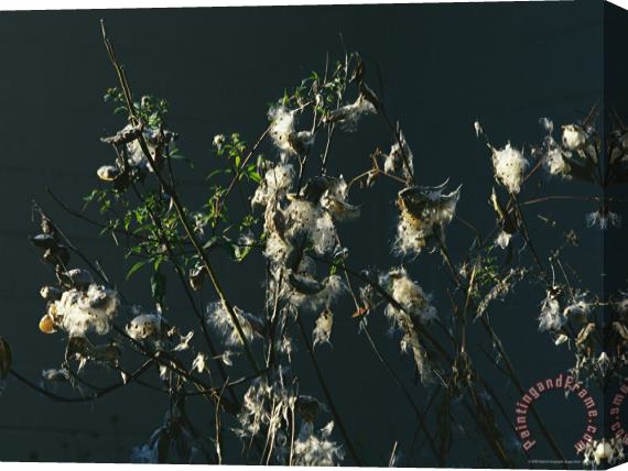Raymond Gehman Hairtufted Seeds And Branches of a Common Milkweed Milky Sap From Leaves And Stems Is Poisonous Stretched Canvas Painting / Canvas Art