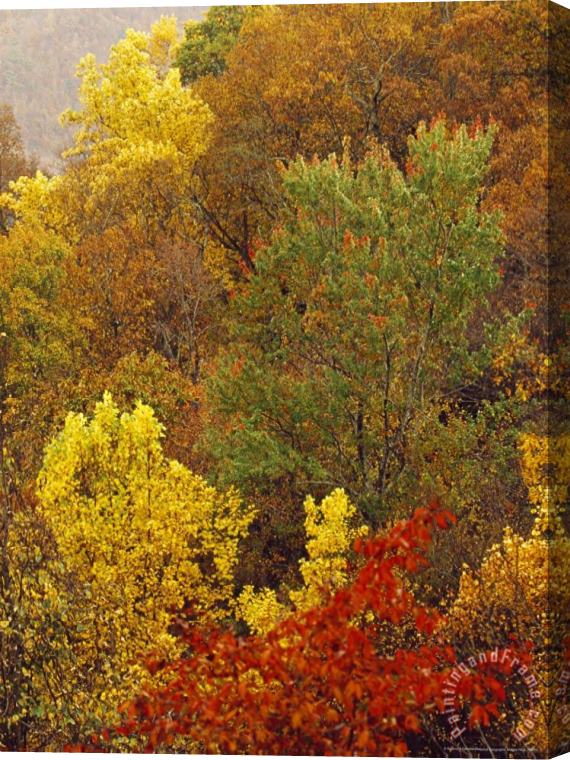 Raymond Gehman Hardwood Forest with Maple And Oak Trees in The Fall Stretched Canvas Painting / Canvas Art