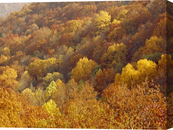 Raymond Gehman Hardwood Forest with Maple Hickory And Oak Trees in The Fall Stretched Canvas Painting / Canvas Art