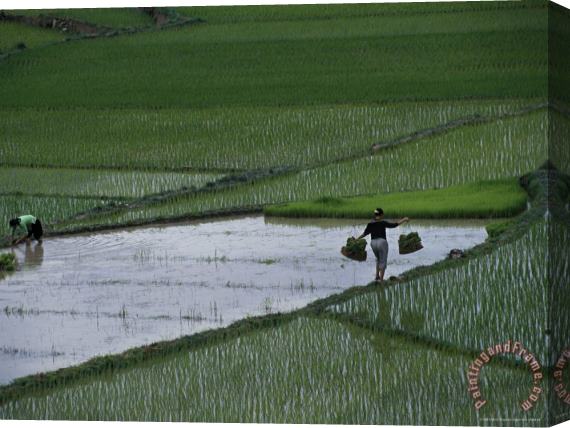 Raymond Gehman Harvesting Rice Zhuang Tribe Guangxi Autonomous Region China Stretched Canvas Print / Canvas Art