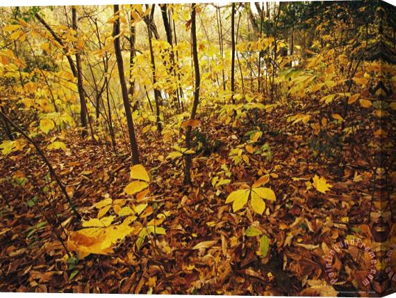 Raymond Gehman Hickory Saplings in Autumn Colors Along The Cape Fear River Stretched Canvas Painting / Canvas Art